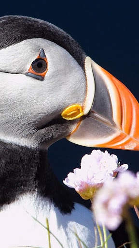 Atlantic Puffin Bird Wallpapers HD screenshot 3