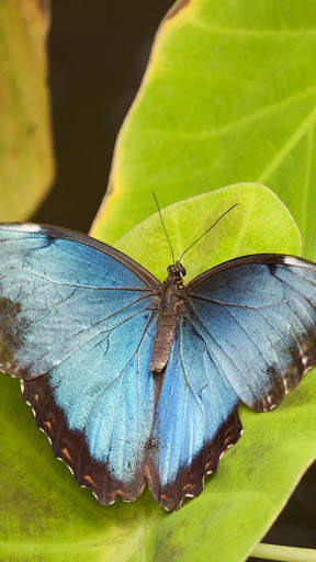 Butterfly Wallpapers HD & 4k Backgrounds screenshot 2
