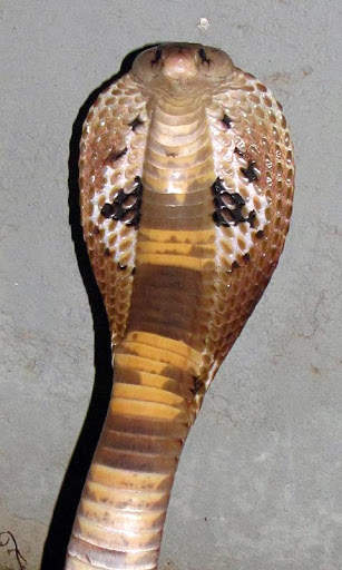 Cobra Wallpaper screenshot 8