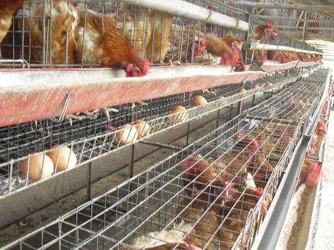 Poultry screenshot 1