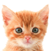 Cat Names icon