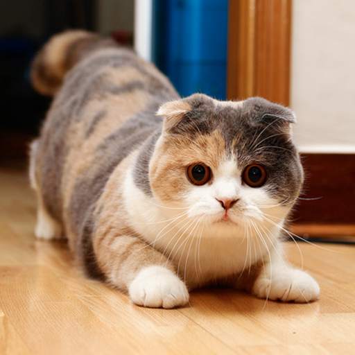 SUARA KUCING TERBAIK screenshot 8