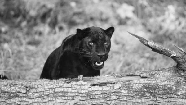 Black Panther Animal wallpaper screenshot 6