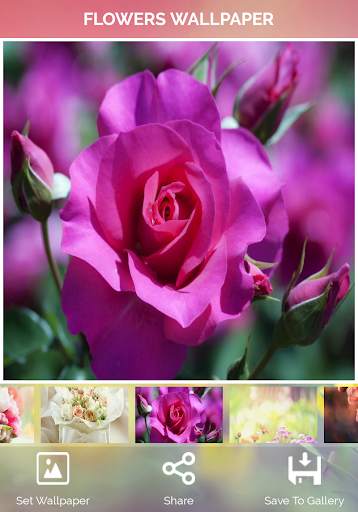 Flowers Wallpaper screenshot 10