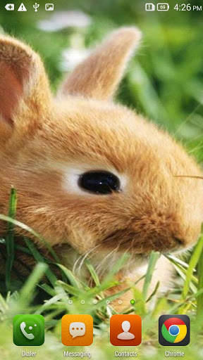 Cute Bunnies Live Wallpaper screenshot 1