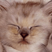 Cute Cat icon