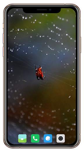 Spider Wallpaper screenshot 11