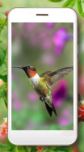Hummingbird Cute screenshot 5
