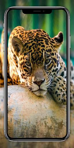 4k HD Wallpapers and Backgrounds For Mobile screenshot 8