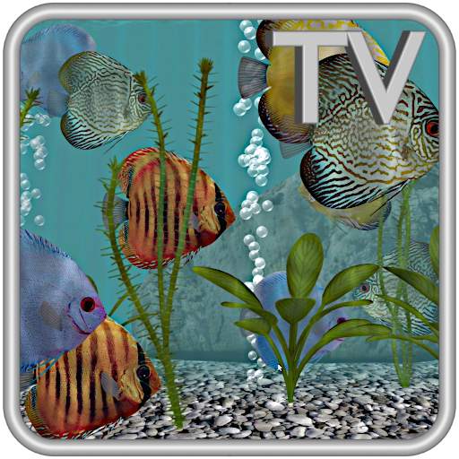 Discus Fish Aquarium TV Live 1.2.3