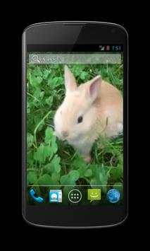 Bunny Free Video Wallpaper screenshot 3