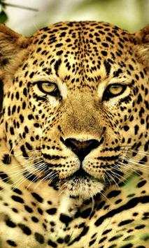 Animals Wallpapers screenshot 3