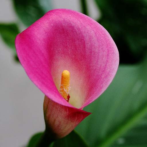 Calla Lilly Wallpapers HD 3.2