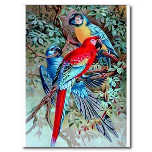 Macaw Bird HD Wallpaper icon