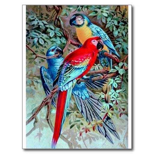 Macaw Bird HD Wallpaper 1.0