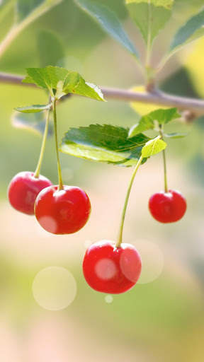 Sweet Cherry Live Wallpaper screenshot 4