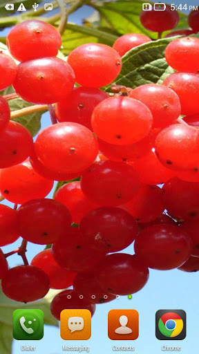Guelder Rose HD Live Wallpaper screenshot 2