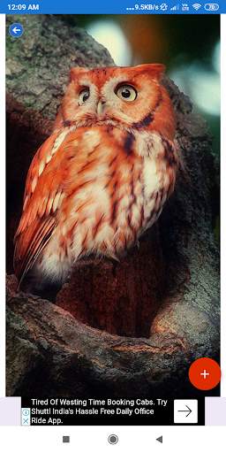 Owl Wallpaper: HD images, Free Pics download screenshot 2