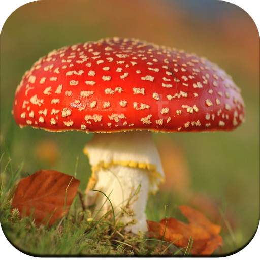 Mushroom Wallpaper HD 1.03