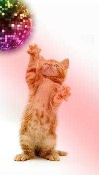 Funny cats Dancing and playing screenshot 14