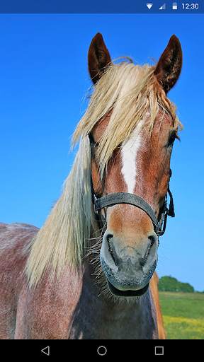 Horses Live Wallpaper screenshot 5