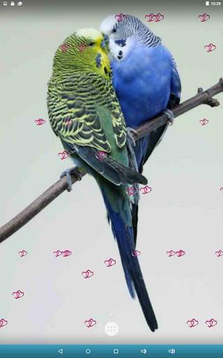 Love Birds Live Wallpaper screenshot 16