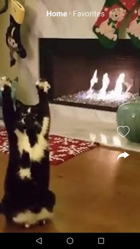 Kit Kot : Funny Cat Videos screenshot 1
