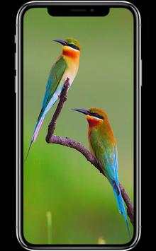 Bird Wallpapers screenshot 5