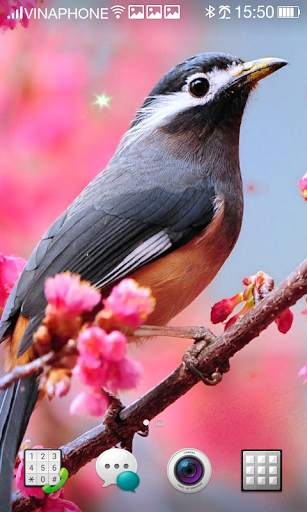 Bird Live Wallpaper HD 4K screenshot 16