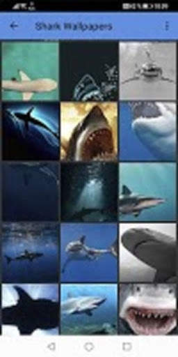 Shark Wallpapers स्क्रीनशॉट 4