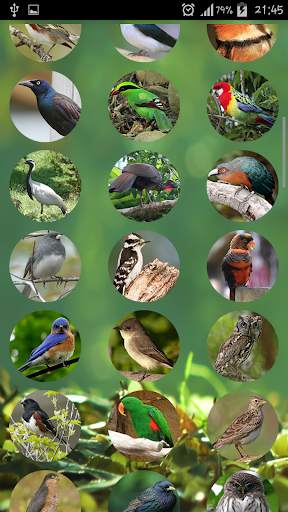 The Sound of Birds स्क्रीनशॉट 2