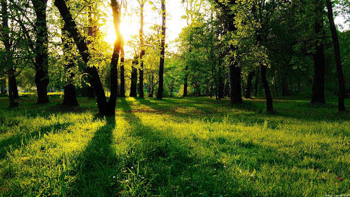 Forest Live Wallpaper screenshot 13