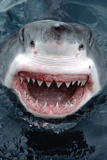 Shark Wallpaper screenshot 2