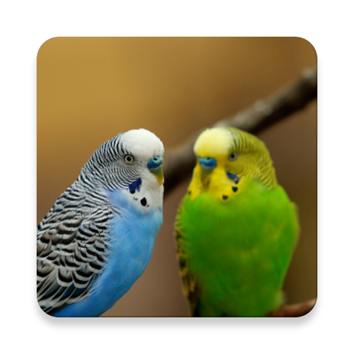 Parakeet Bird Sound Collections ~ Sclip.app icon