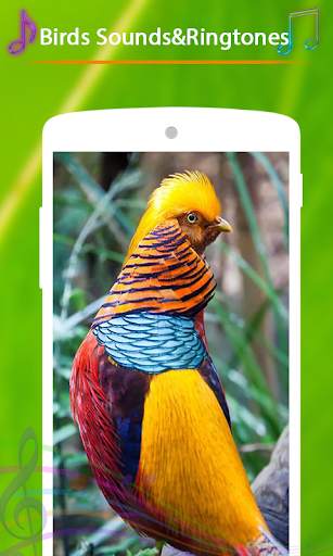 Birds Sounds and Ringtones screenshot 4