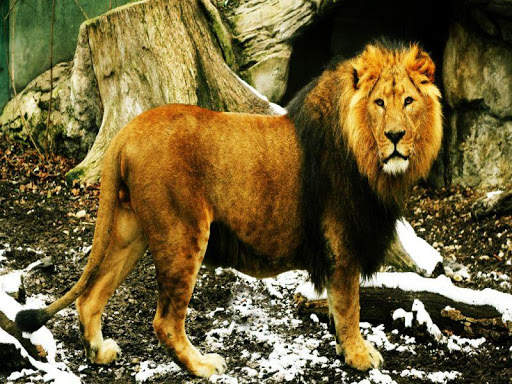 Lion HD Wallpaper 2020 screenshot 1