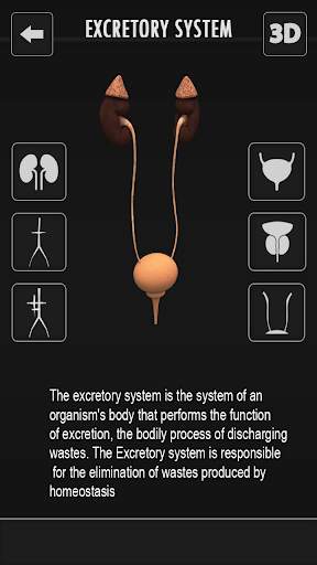 Female Anatomy 3D : Female Body Visualizer screenshot 8