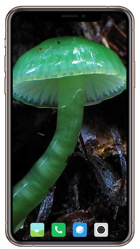 HD Mushroom Wallpaper screenshot 12