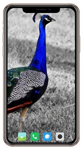 Peacock HD Wallpaper screenshot 6