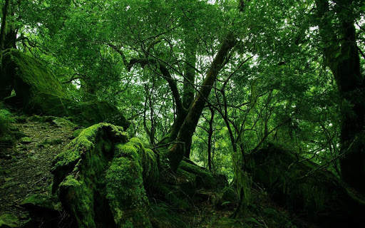 Jungle Wallpaper screenshot 2