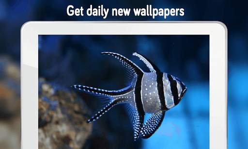 Fish Wallpaper (4k) screenshot 4