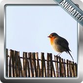 Bird Live Wallpaper icon
