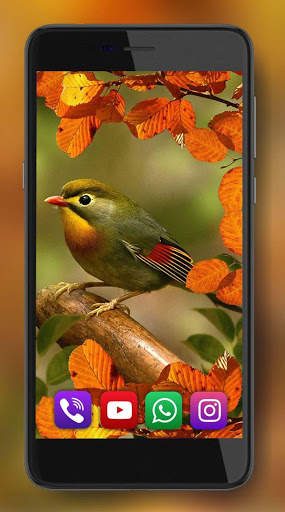 Autumn Birds Live Wallpaper screenshot 3