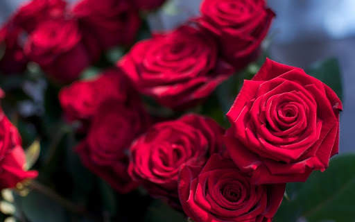 Red Rose Wallpapers screenshot 6