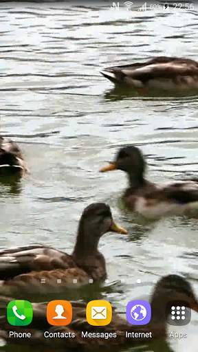 Duck Live Wallpaper screenshot 3