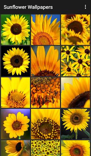 Sunflower Wallpapers 1 تصوير الشاشة