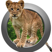 Animal Sounds &amp; Ringtones icon