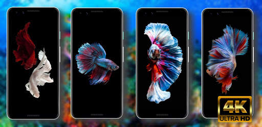 Wallpaper Ikan Cupang HD screenshot 1