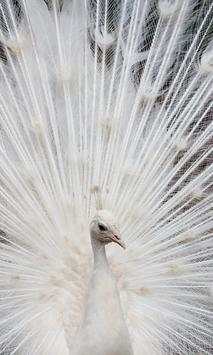 White Peacock Wallpapers screenshot 2