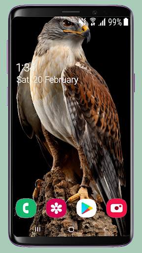 Bird Wallpaper New 4K screenshot 15